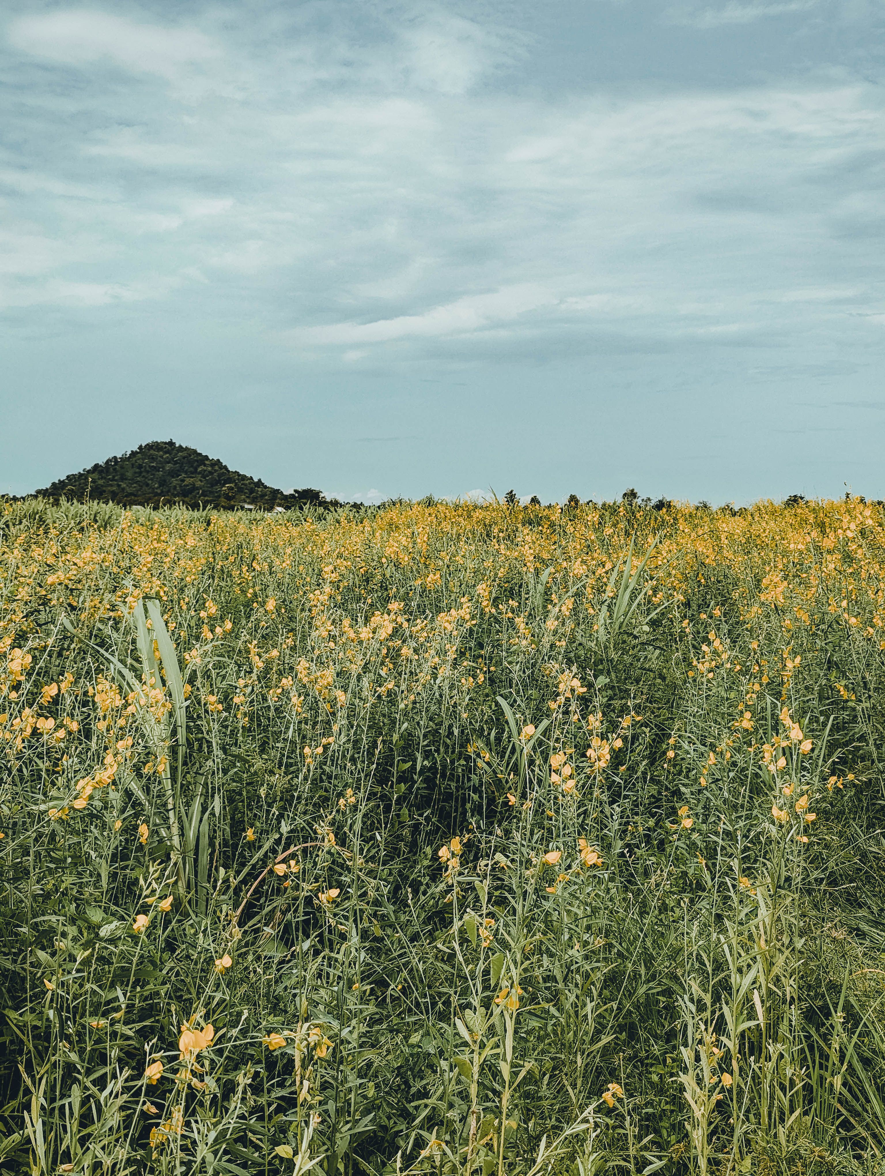 A field of yellow flowers with a hill in the background · Free Stock Photo