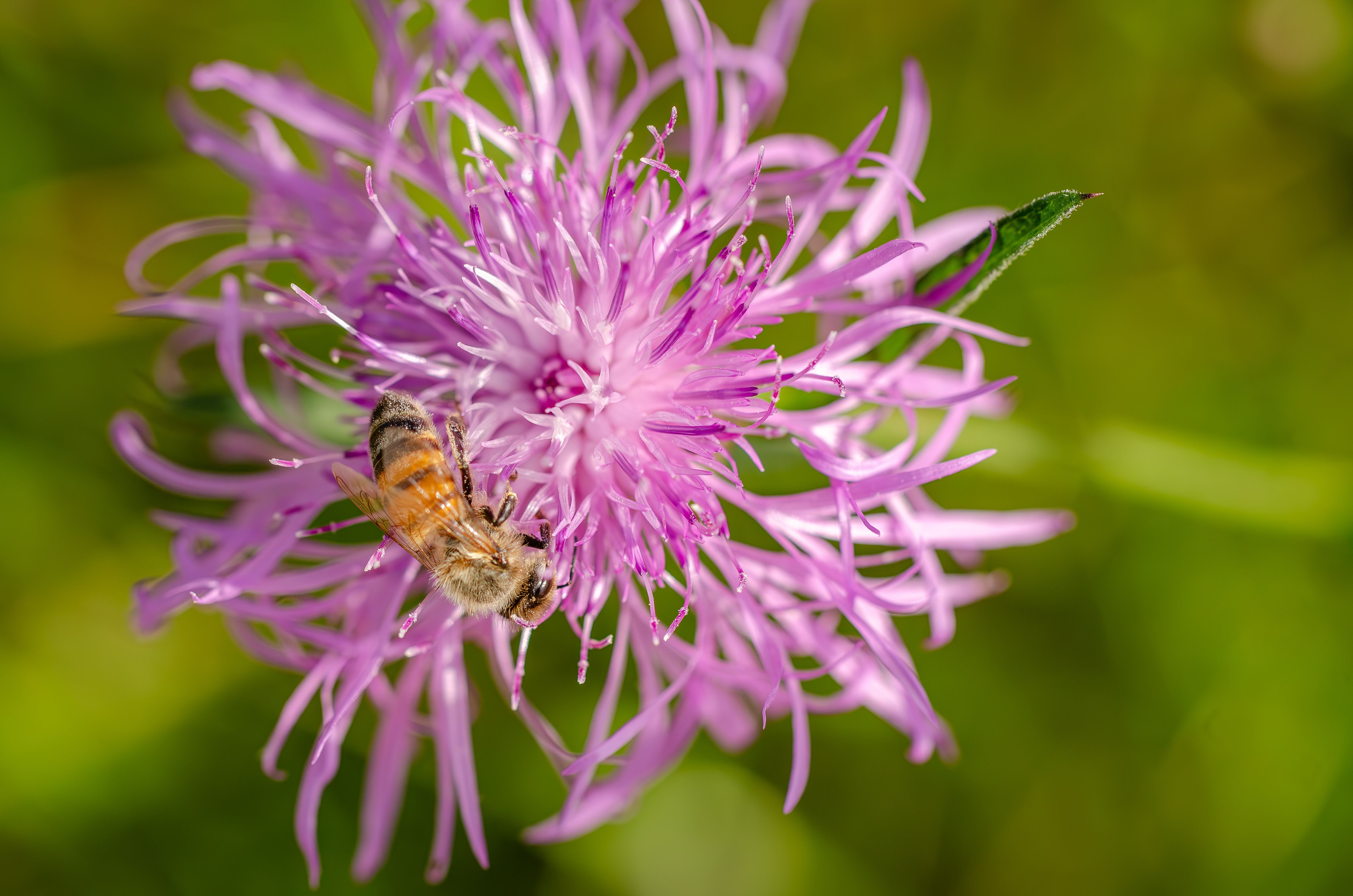 A honeybee collecting nectar from a pink wildflower in a sunny garden