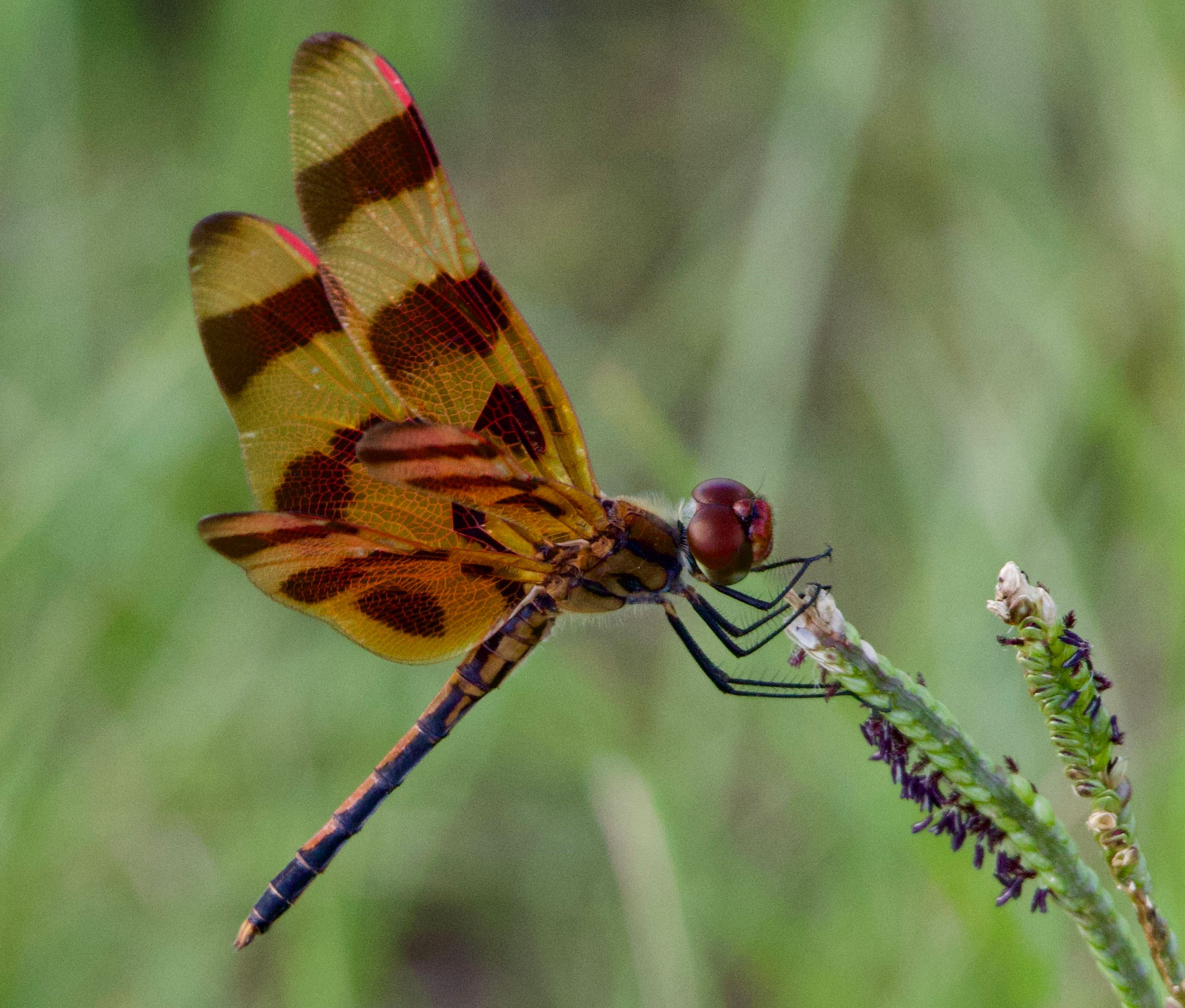 Halloween Pennant dragonfly · Free Stock Photo