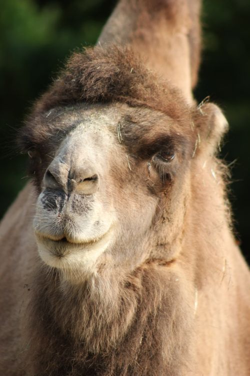 Free Close-up of an Arabian camel looking cute and funny with a slight smile. Stock Photo
