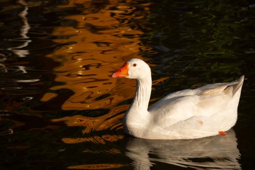 Free A white domestic goose glides on calm water reflecting vibrant hues in a tranquil outdoor setting. Stock Photo