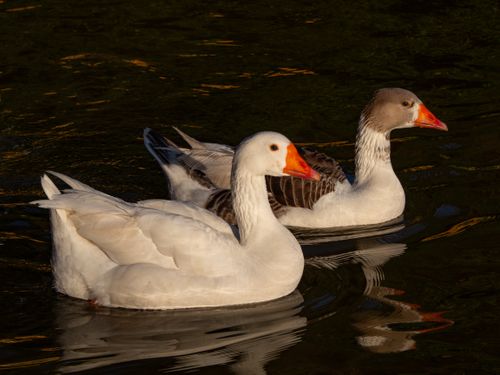 Free Two geese with orange beaks gracefully swimming in calm water, reflecting serene wildlife. Stock Photo