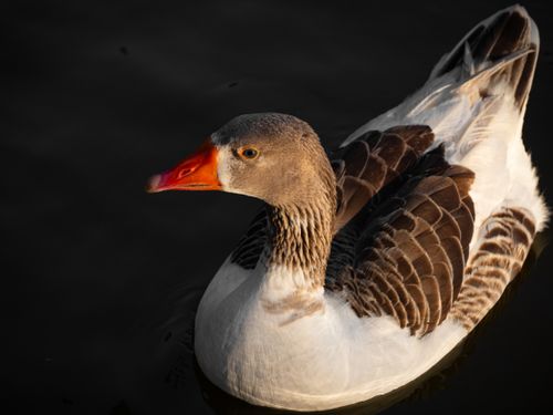 Free A beautiful goose gracefully swimming in calm waters during daylight. Stock Photo