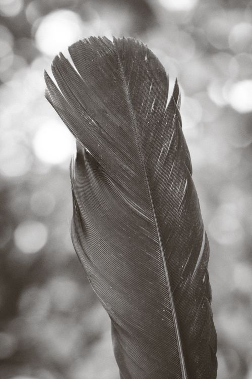 Free Monochrome feather close-up with abstract bokeh, showcasing intricate texture and natural beauty. Stock Photo