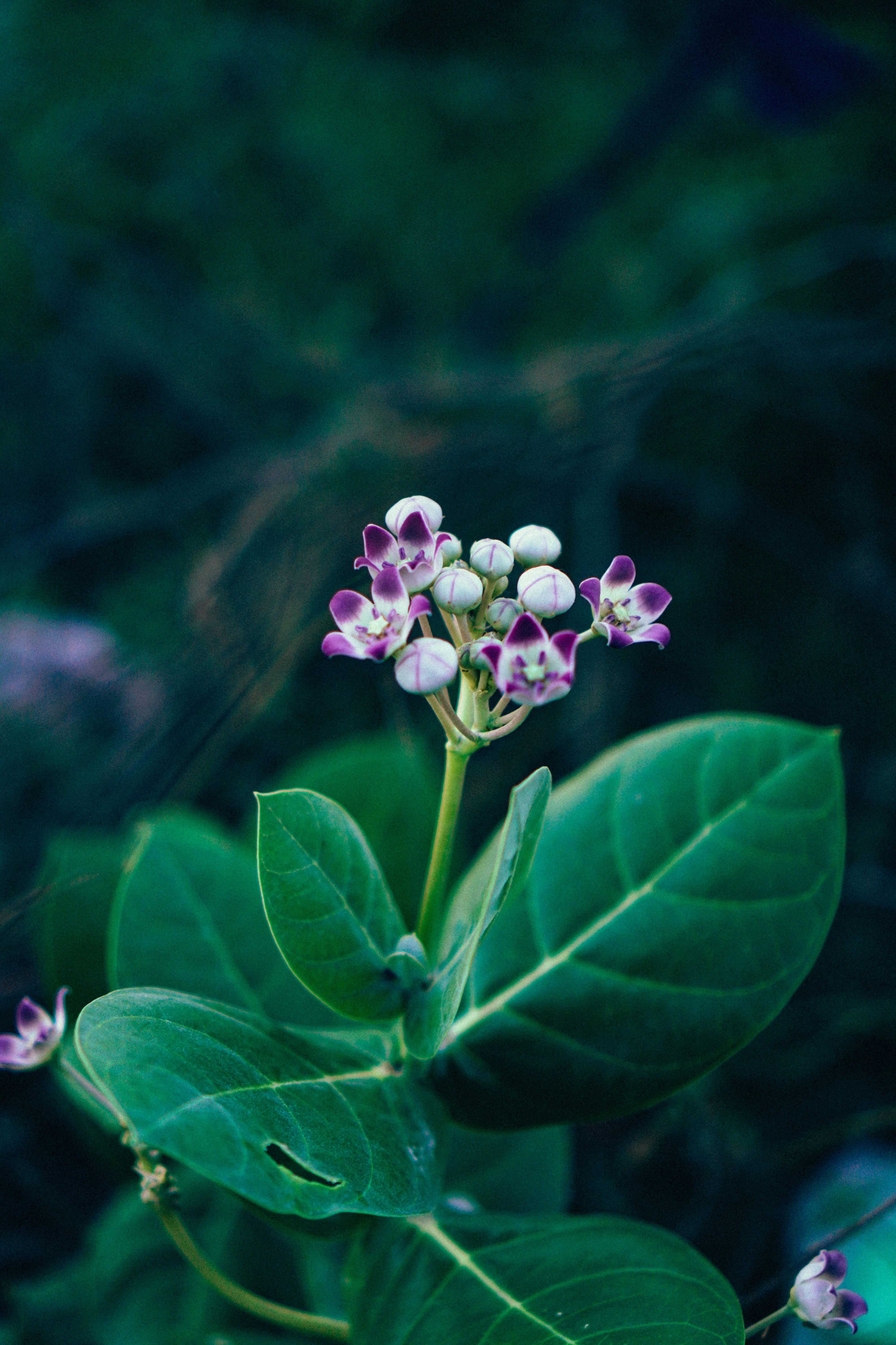 Close-Up Shot of Blooming Giant Calotrope Flowers · Free Stock Photo