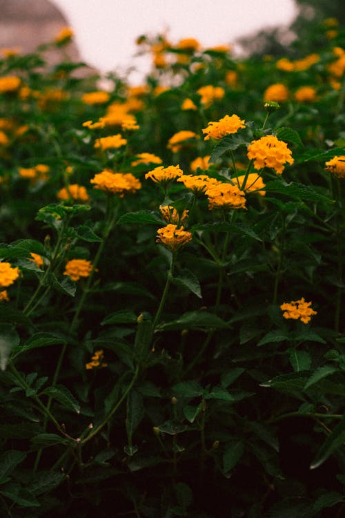 Kostnadsfria Kostnadsfri bild av blommig, blomning, delikat Stock foto