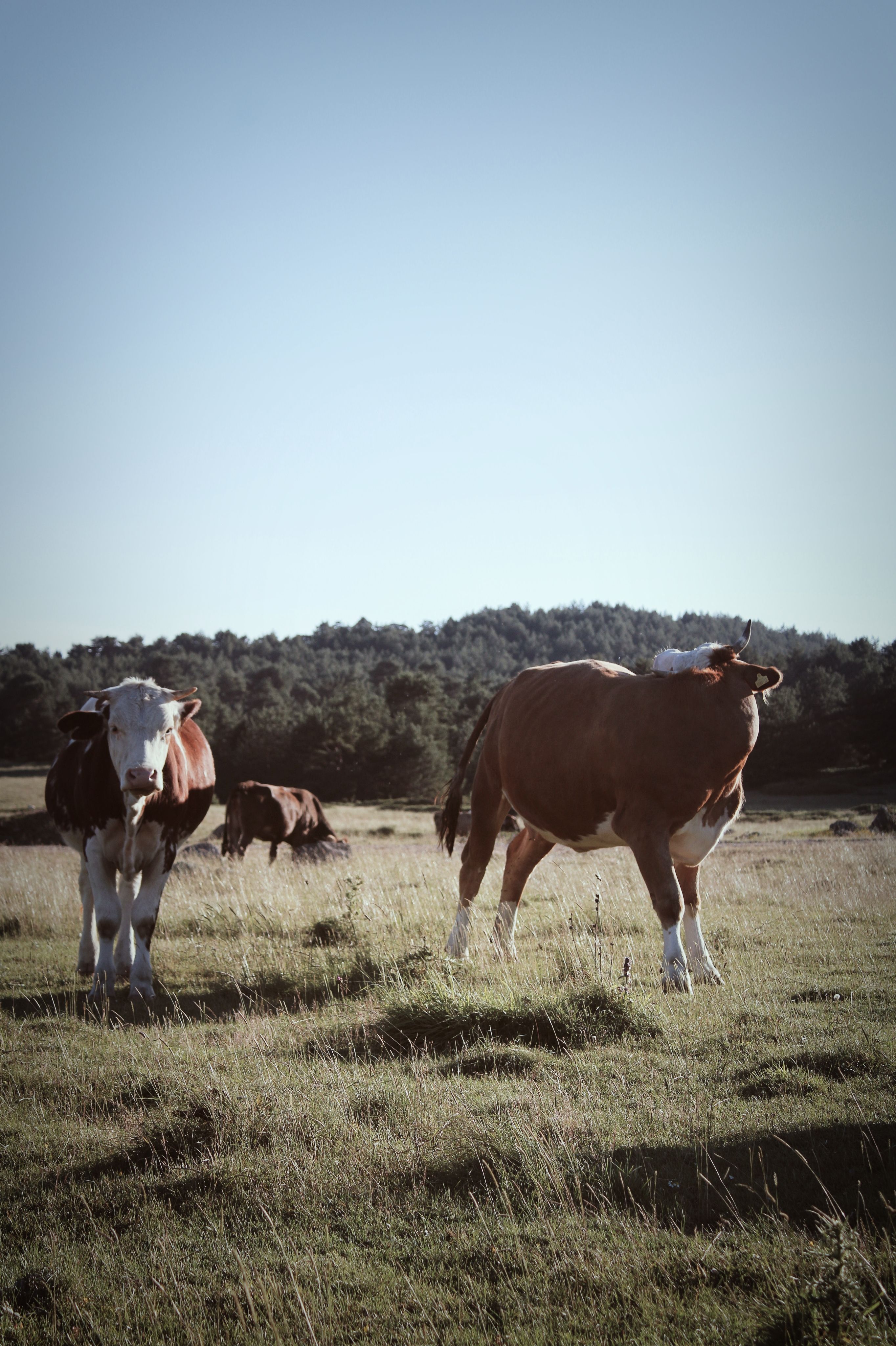 A group of cows standing in a field · Free Stock Photo