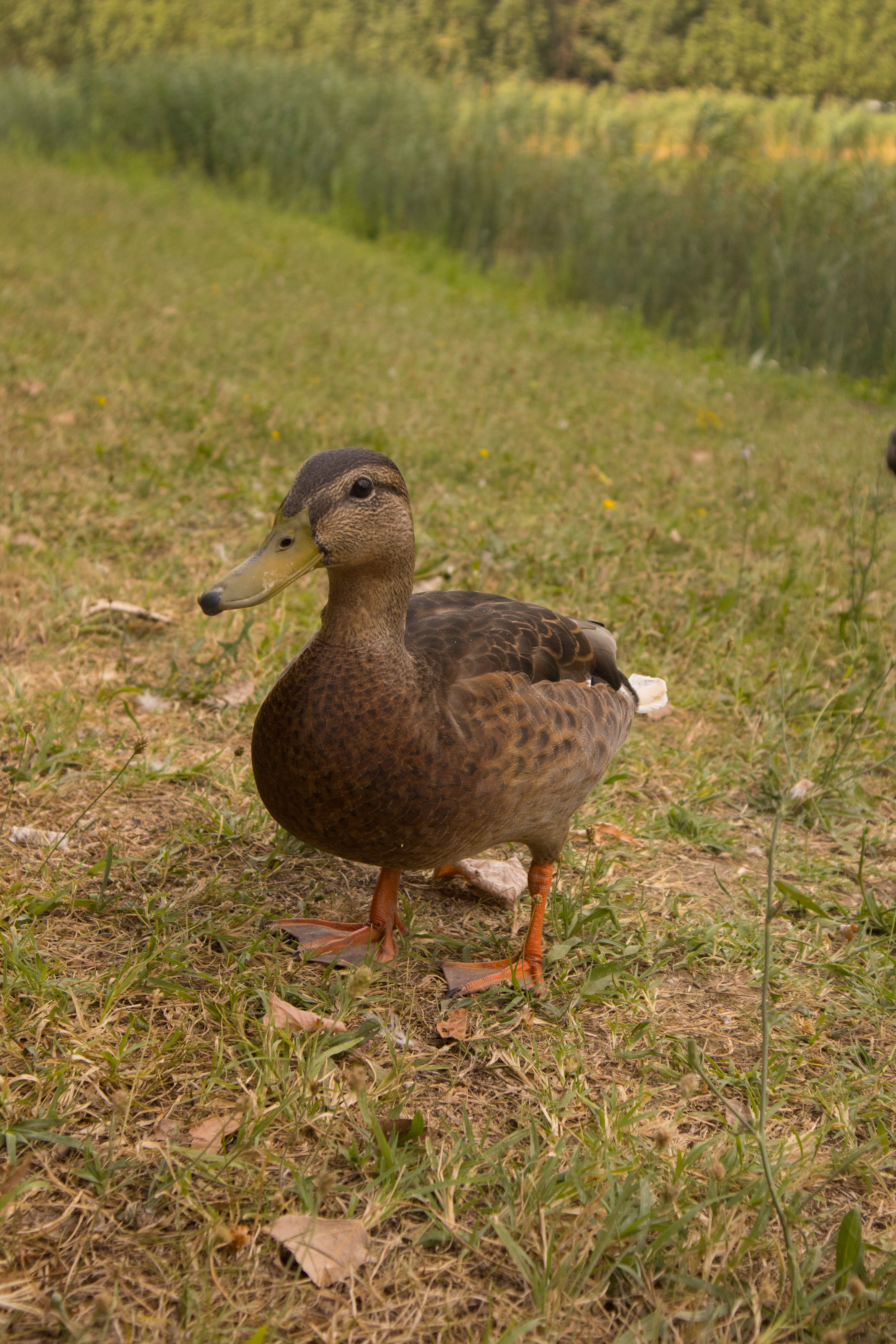 Linie Duck Photos, Download The BEST Free Linie Duck Stock Photos & HD ...