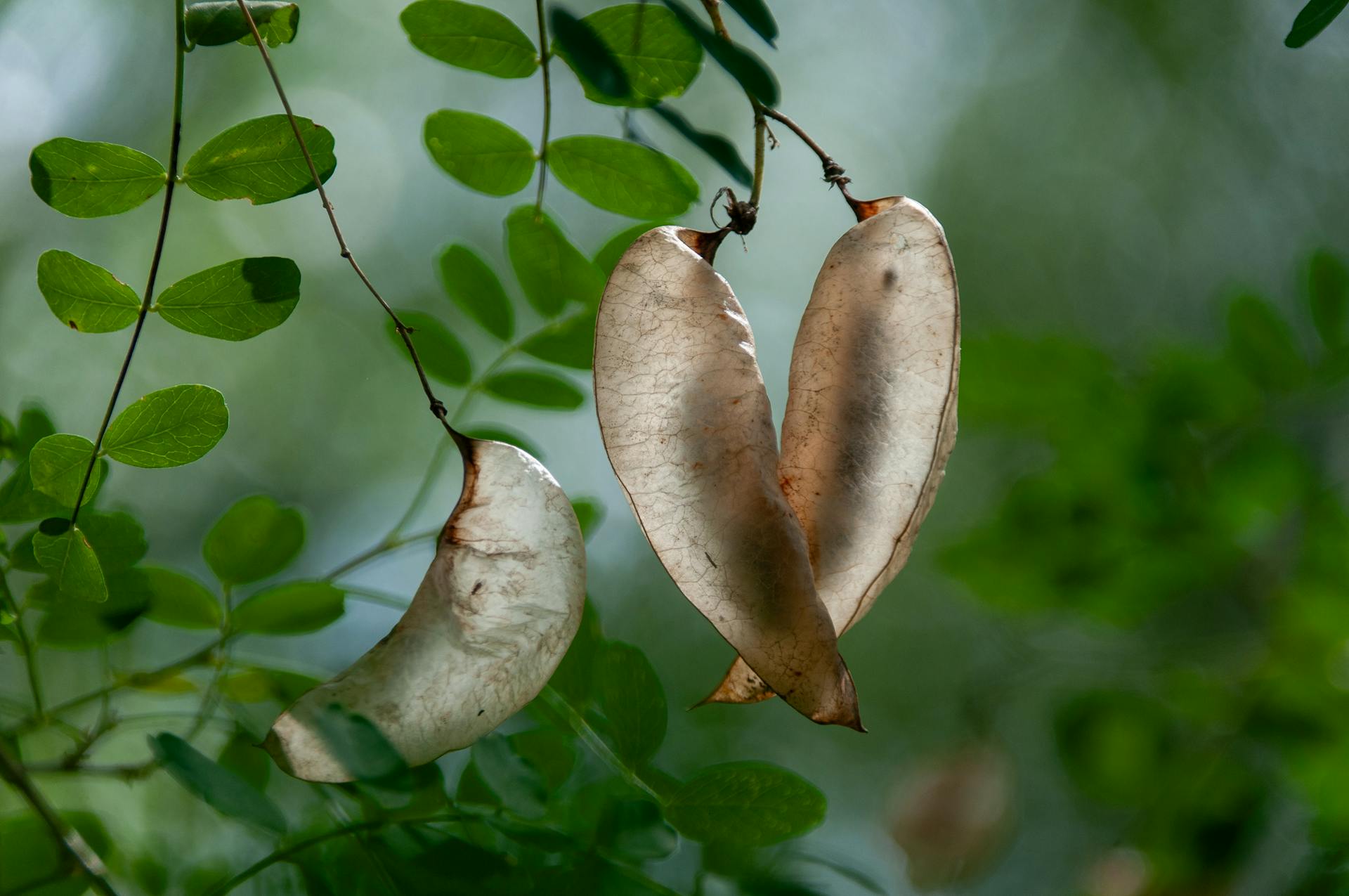 Detailed close-up of dried seed pods hanging among lush green leaves, showcasing summer growth.