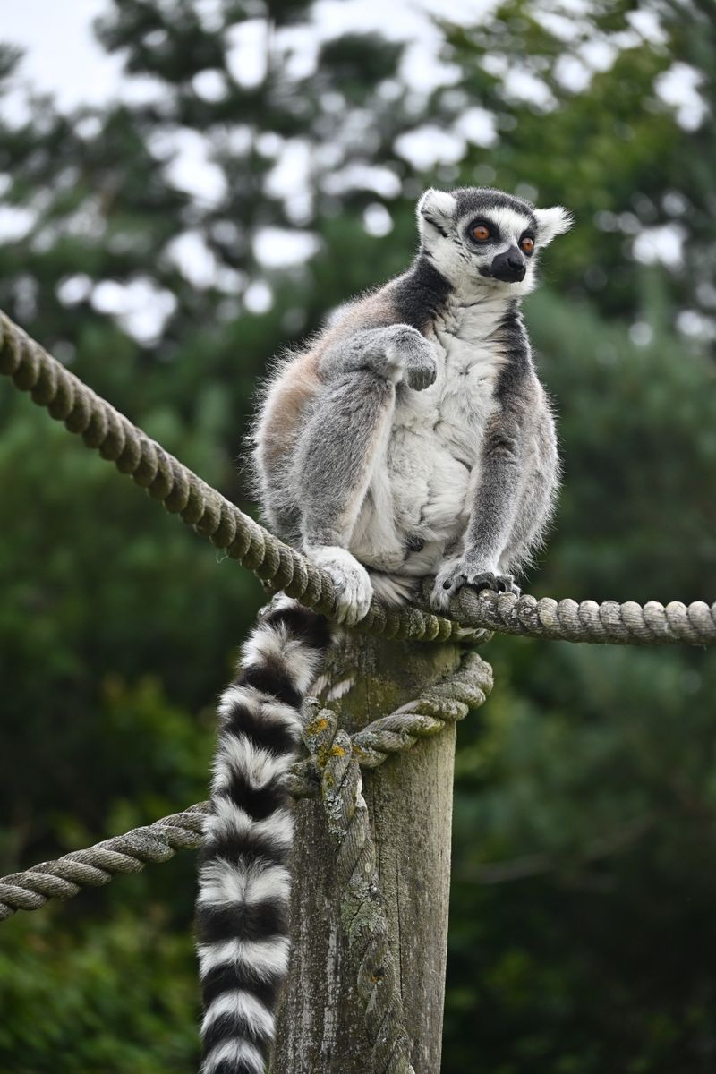 Lemur kata