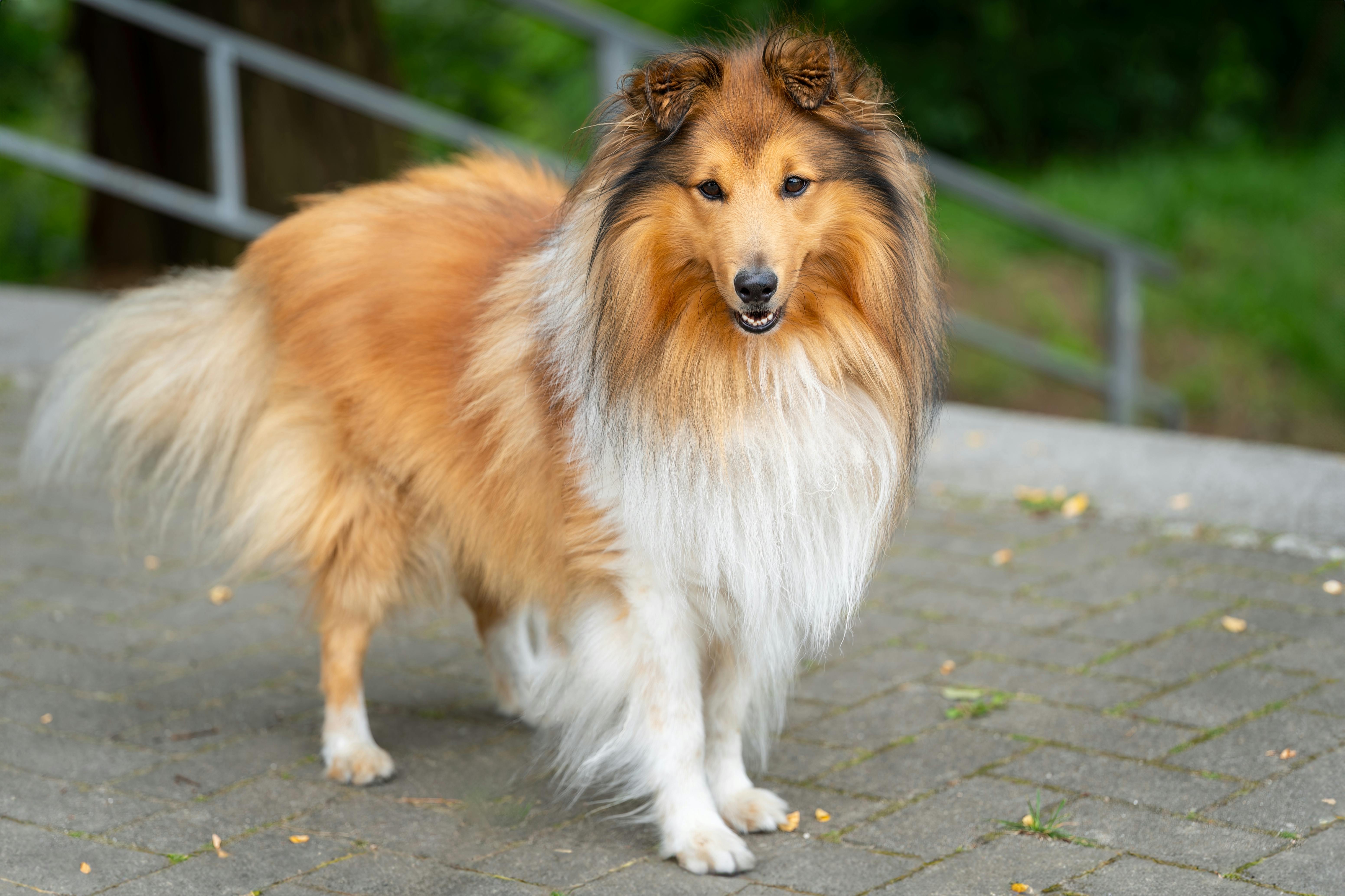 Shetland Sheepdog Rassehund