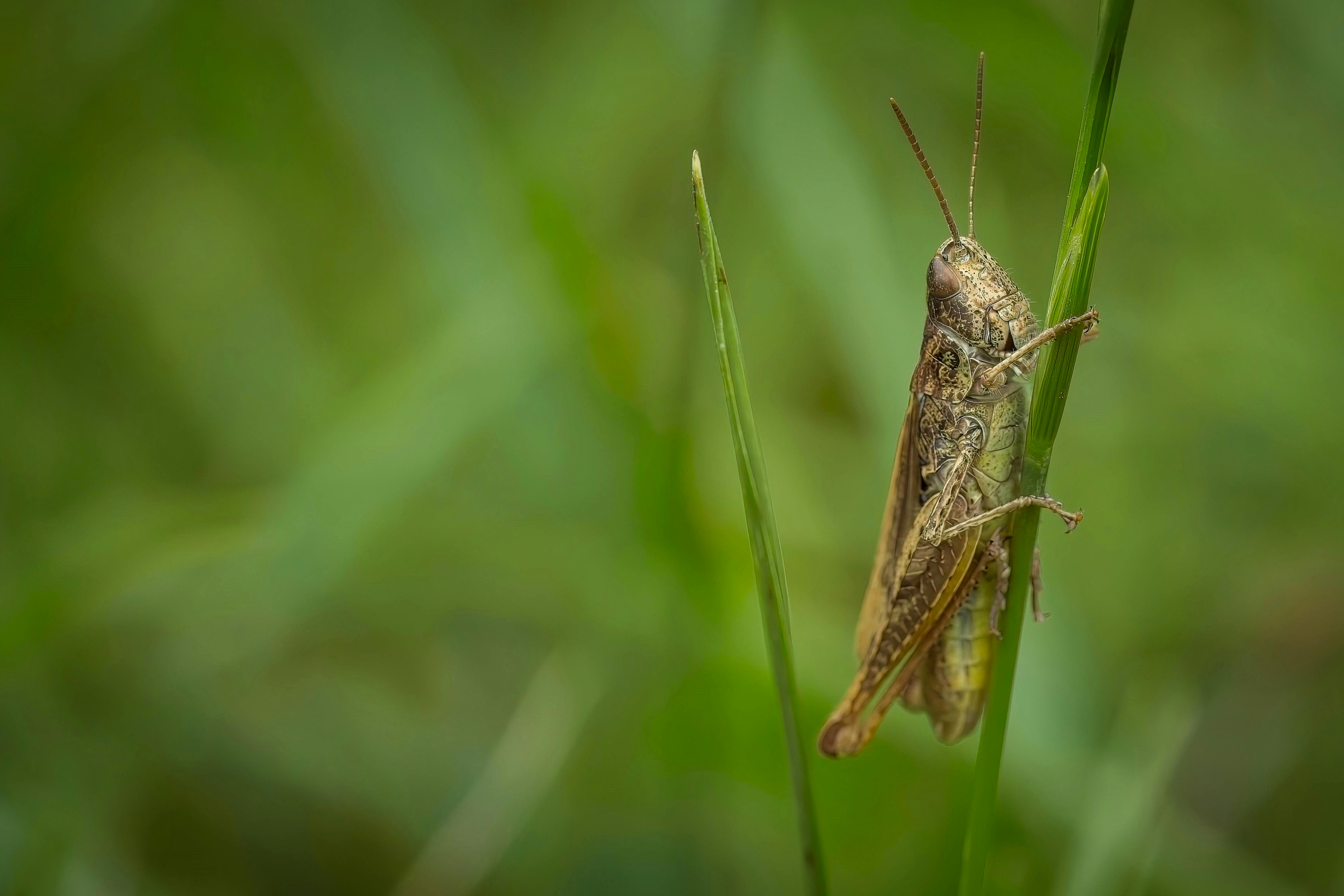 heuschrecke makro