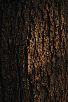 Detailed texture of tree bark in warm sunset lighting.