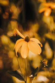 A vibrant golden coneflower beautifully lit by warm sunset hues, capturing the essence of summer.