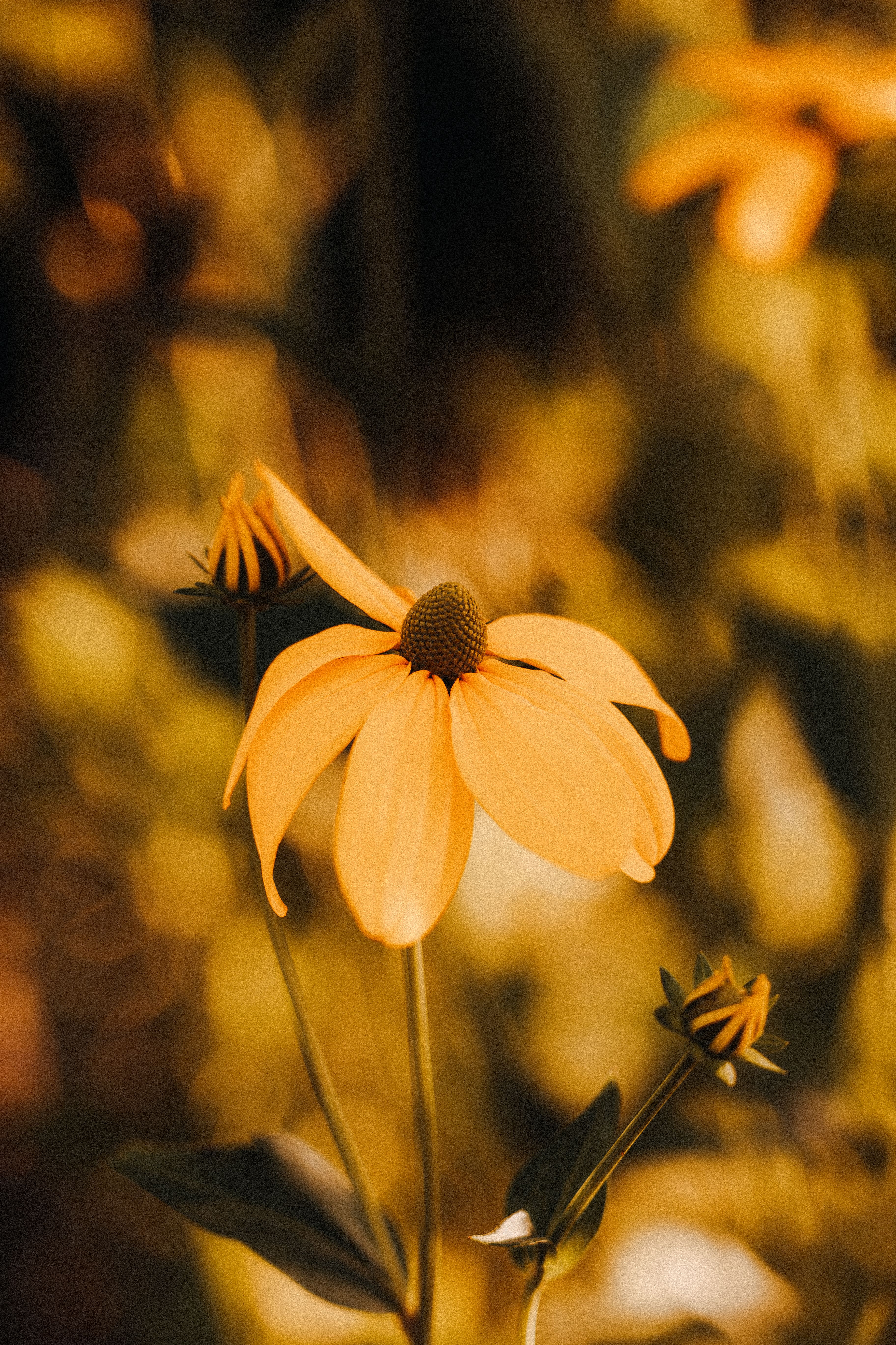 A yellow flower in the middle of a field · Free Stock Photo