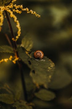 A beautifully captured snail on a leaf with warm atmospheric lighting, perfect for spring themes.