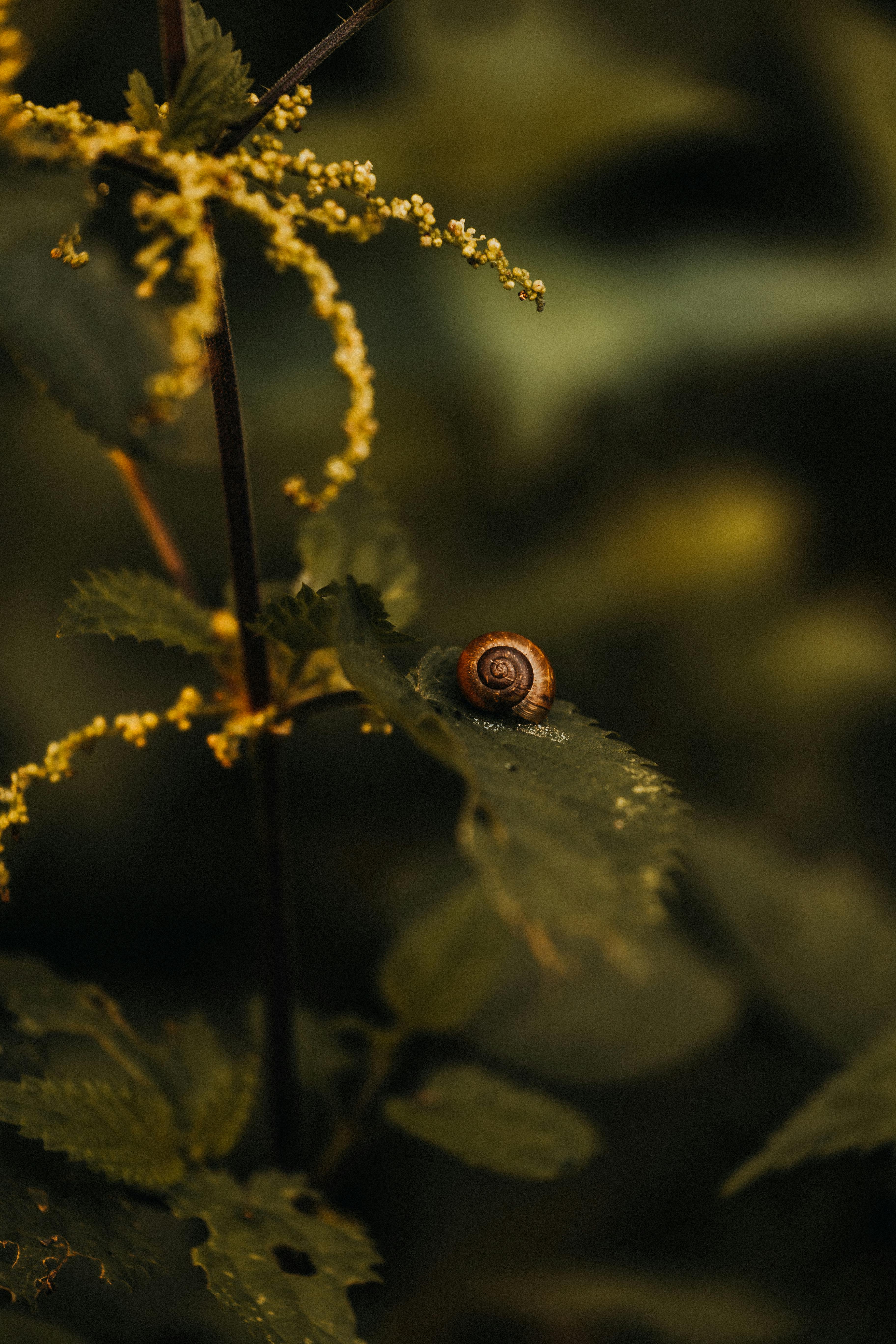 A snail on a plant with yellow flowers