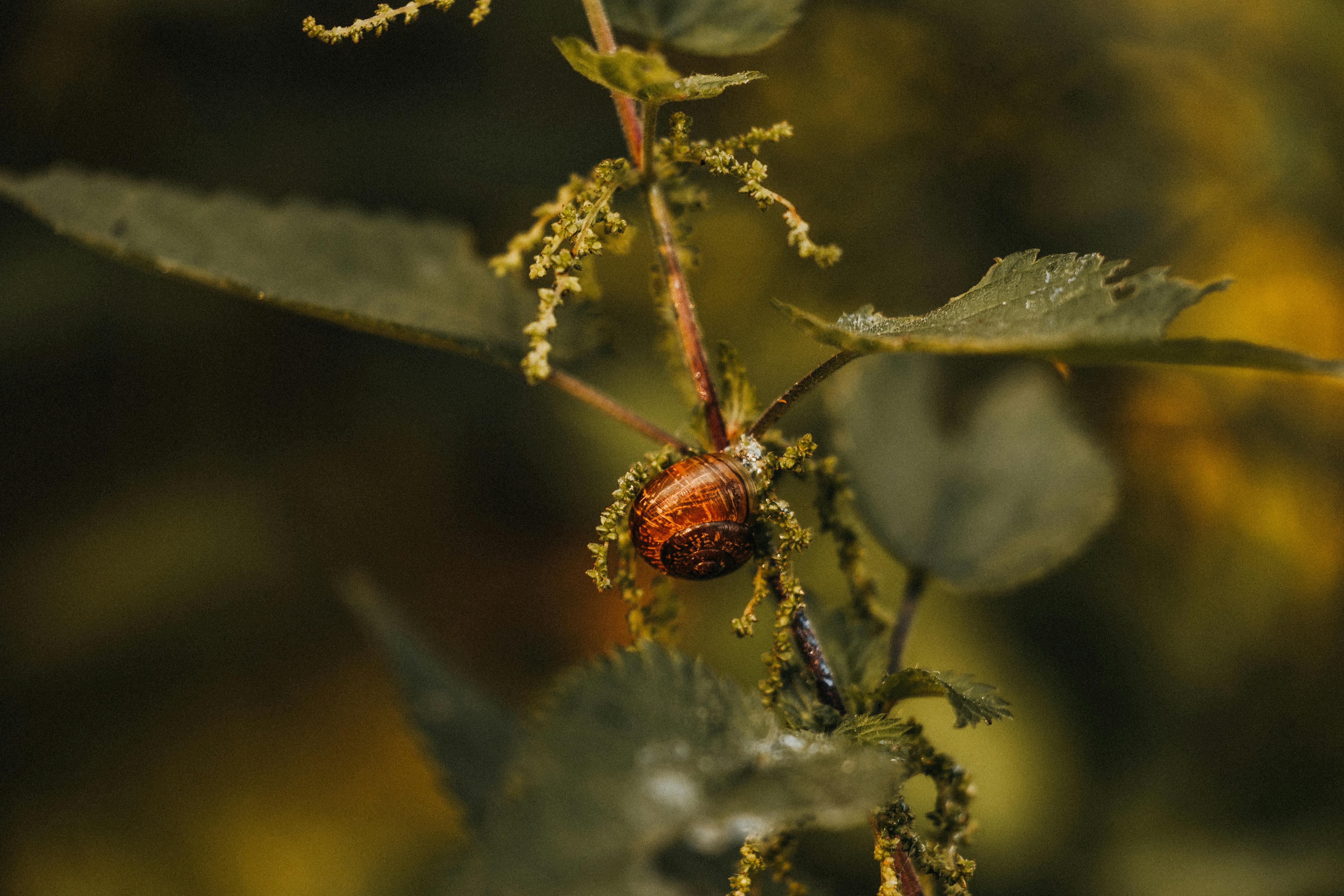 Stop Screwworm | Animal and Plant Health Inspection Service — Photo by Eline Spee on Pexels