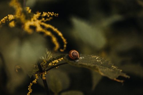 Free Close-up of a snail on a leafy branch in a natural setting, depicting tranquility. Stock Photo