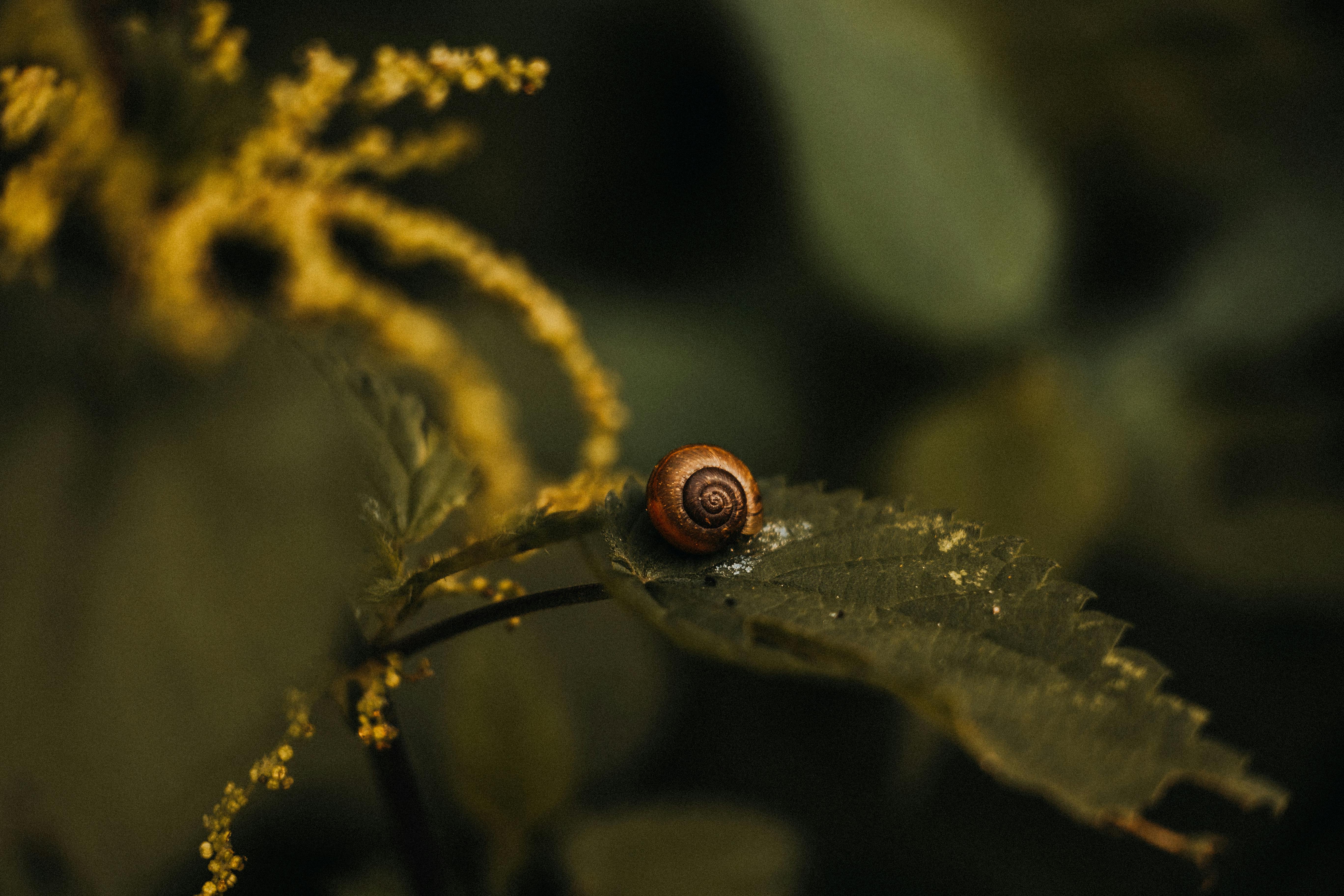 A snail on a leaf in the middle of a green plant