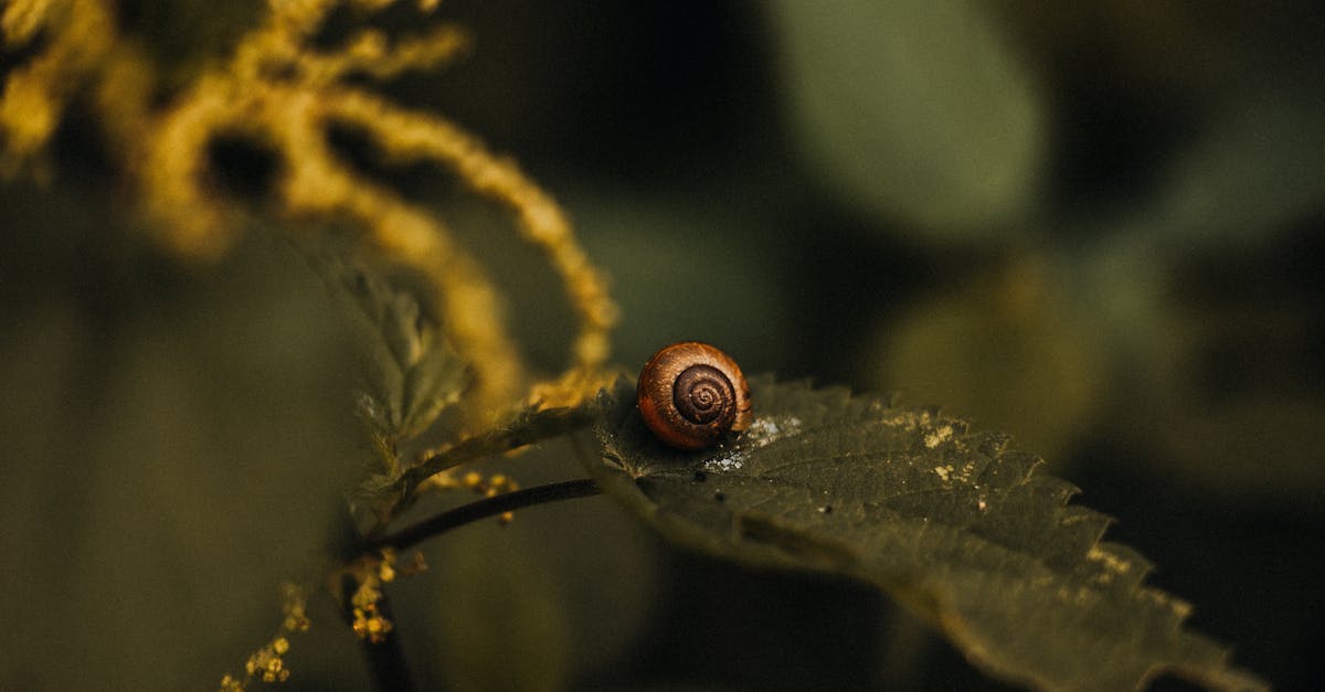 A snail on a leaf in the middle of a green plant