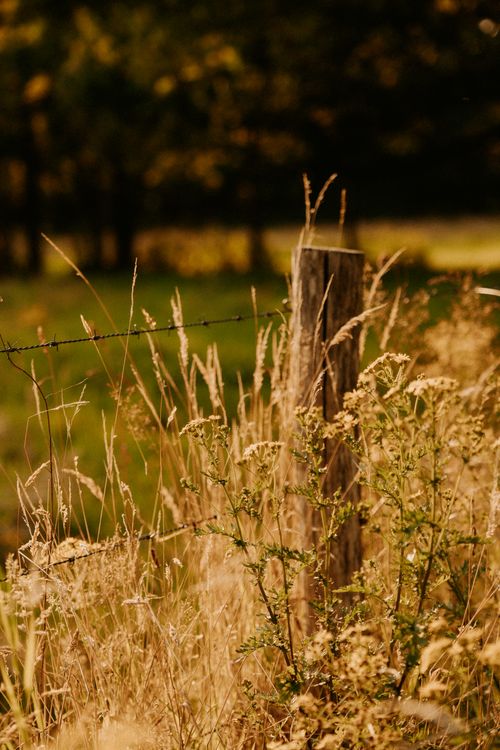 Free Peaceful rural landscape with wooden fence and golden grass glowing in warm sunset light. Stock Photo
