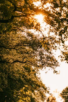 A stunning golden hour view through lush forest canopy bathed in warm sunlight rays.