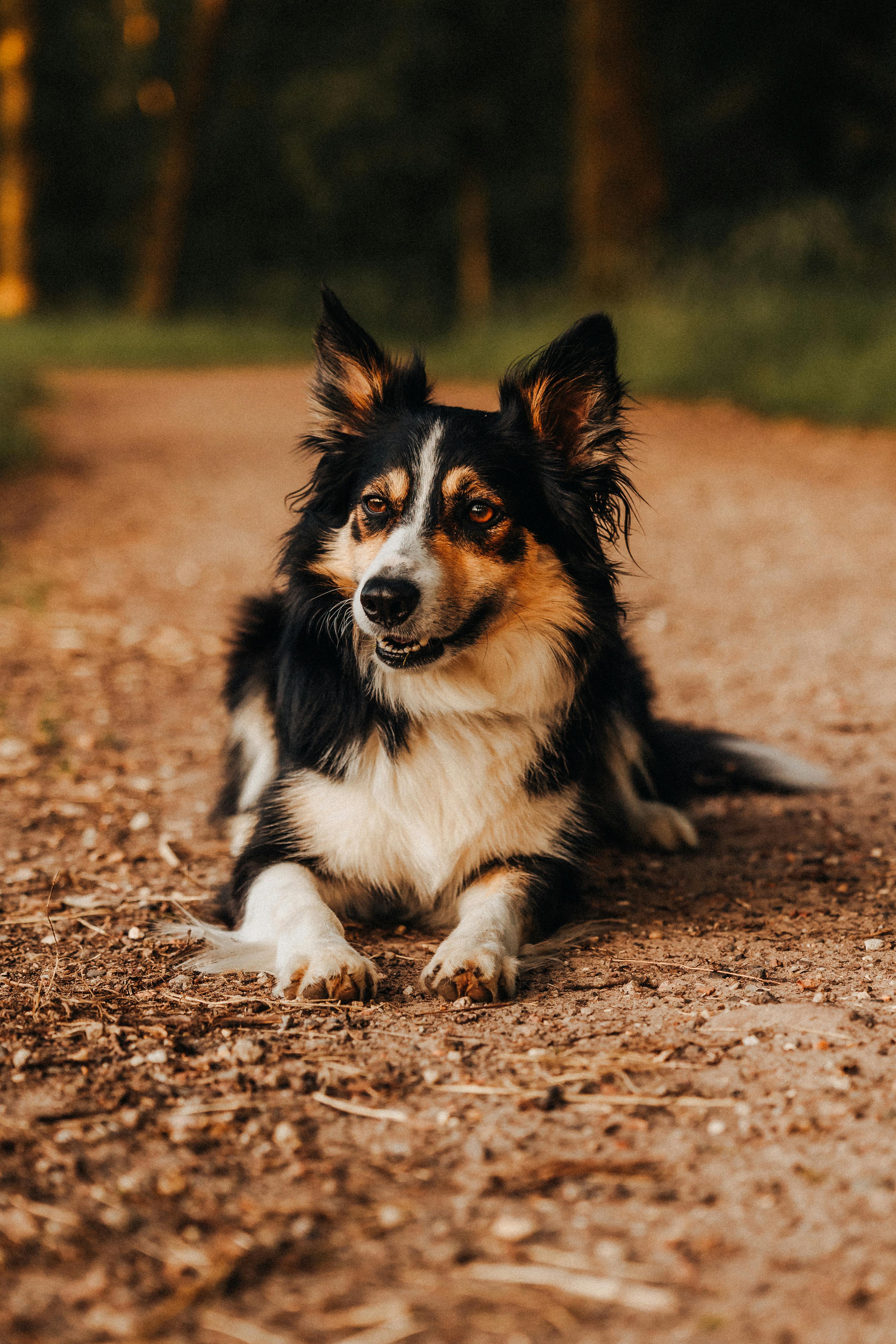 A dog laying down on a dirt road in the woods