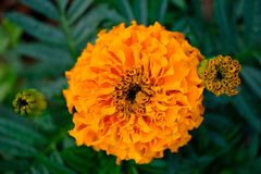 Orange marigold bloom — Steven May on Pexels