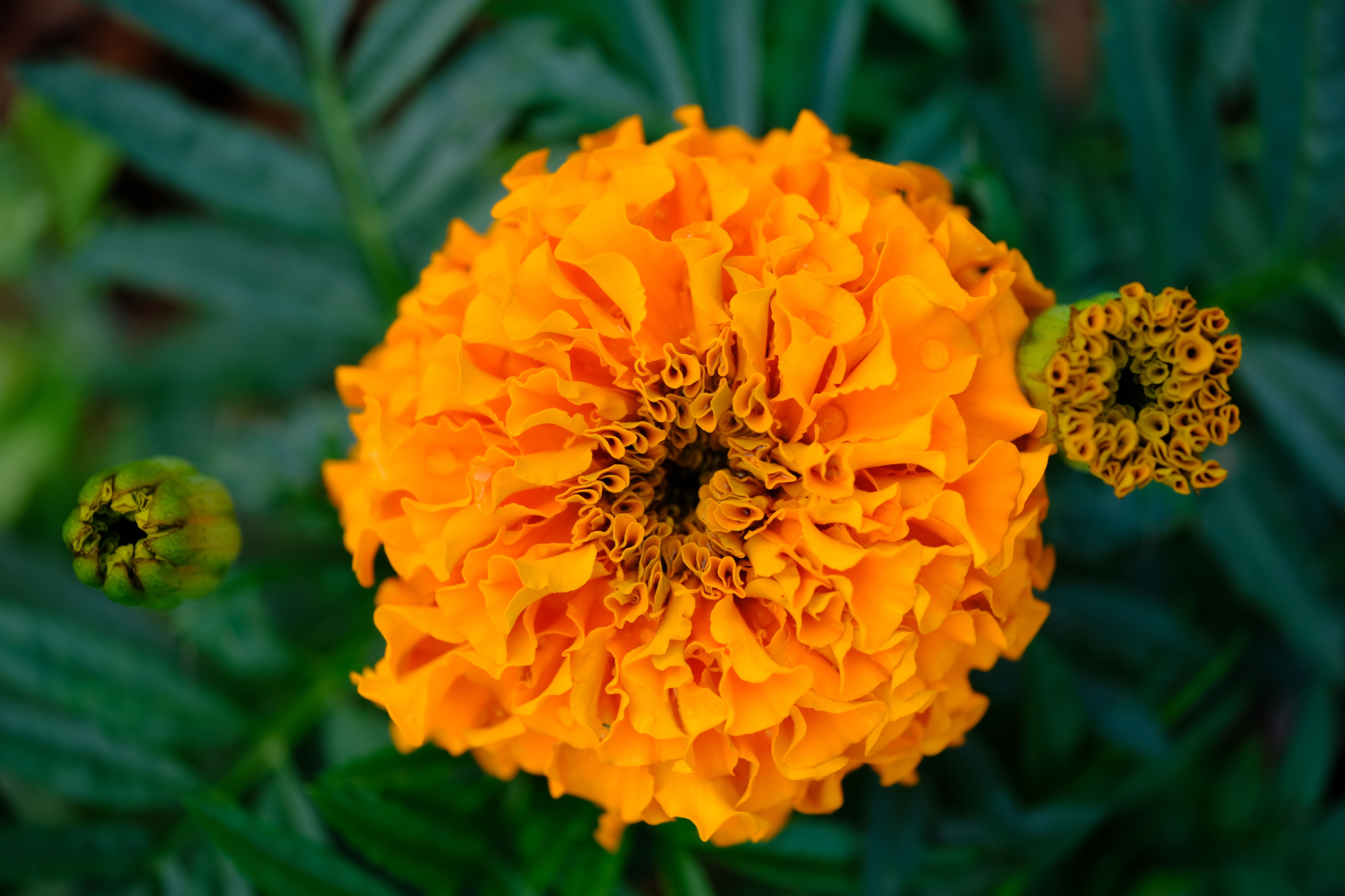 Merry Gold Flower Photos, Download The BEST Free Merry Gold Flower ...
