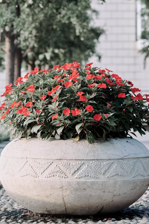Impatiens walleriana