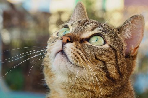 Free Charming close-up of a tabby cat gazing upwards, showcasing its expressive eyes and detailed fur. Stock Photo