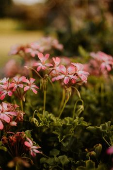 Capture of blooming pink geranium flowers in a lush garden with bright green leaves.