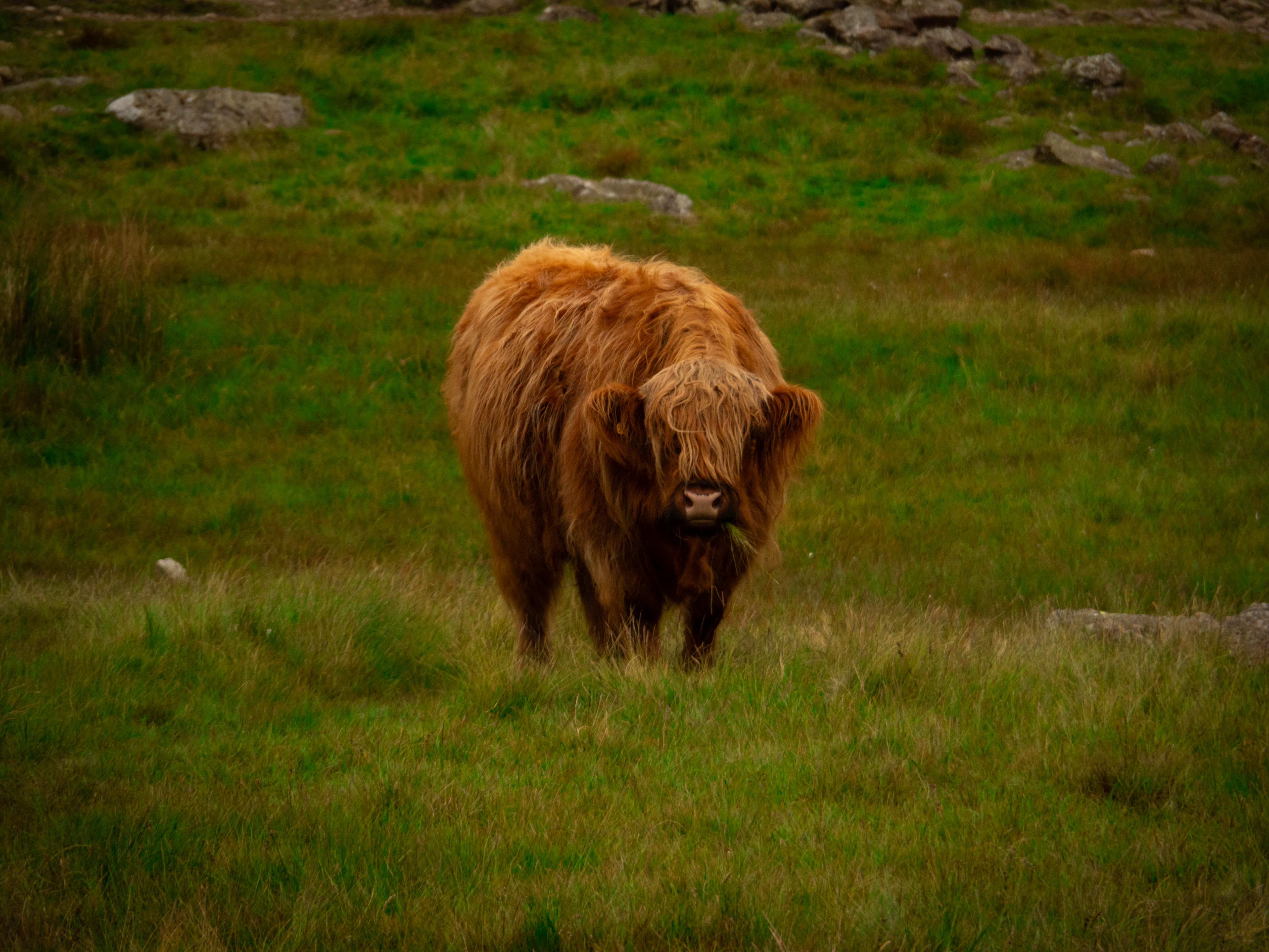 A brown cow standing in a grassy field · Free Stock Photo