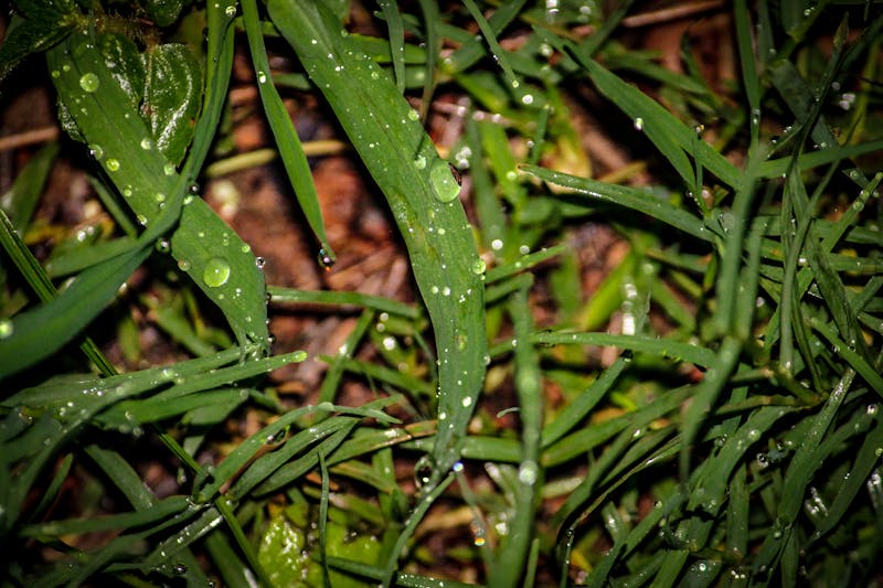 Renaissance Art Analysis