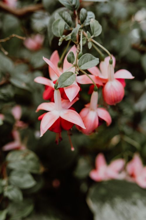 Free Close-up of vibrant fuchsia flowers in full bloom, showcasing nature's beauty. Stock Photo