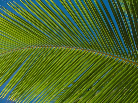 Close-up of a green palm leaf with clear blue sky background. Perfect for summer themes.