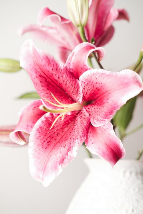 Free Close-up of a vibrant pink lily flower with delicate petals, perfect for floral-themed projects. Stock Photo