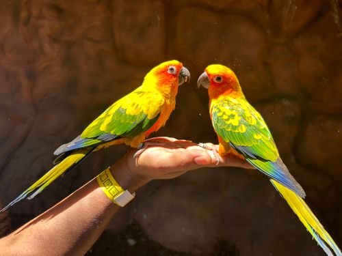 Free Two vibrant Sun Conures on a hand, showcasing bright tropical plumage. Stock Photo