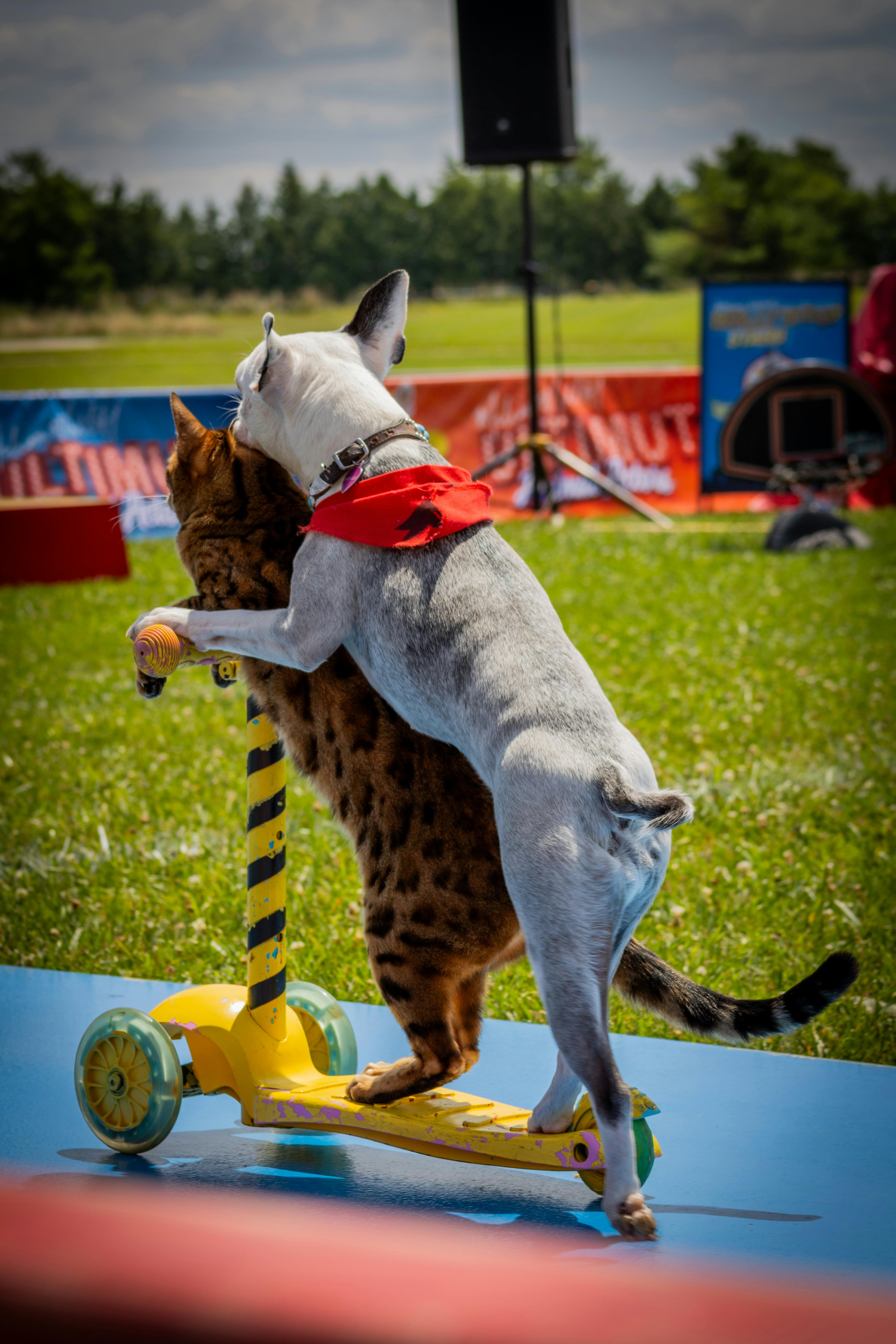 A dog and cat are on a skateboard