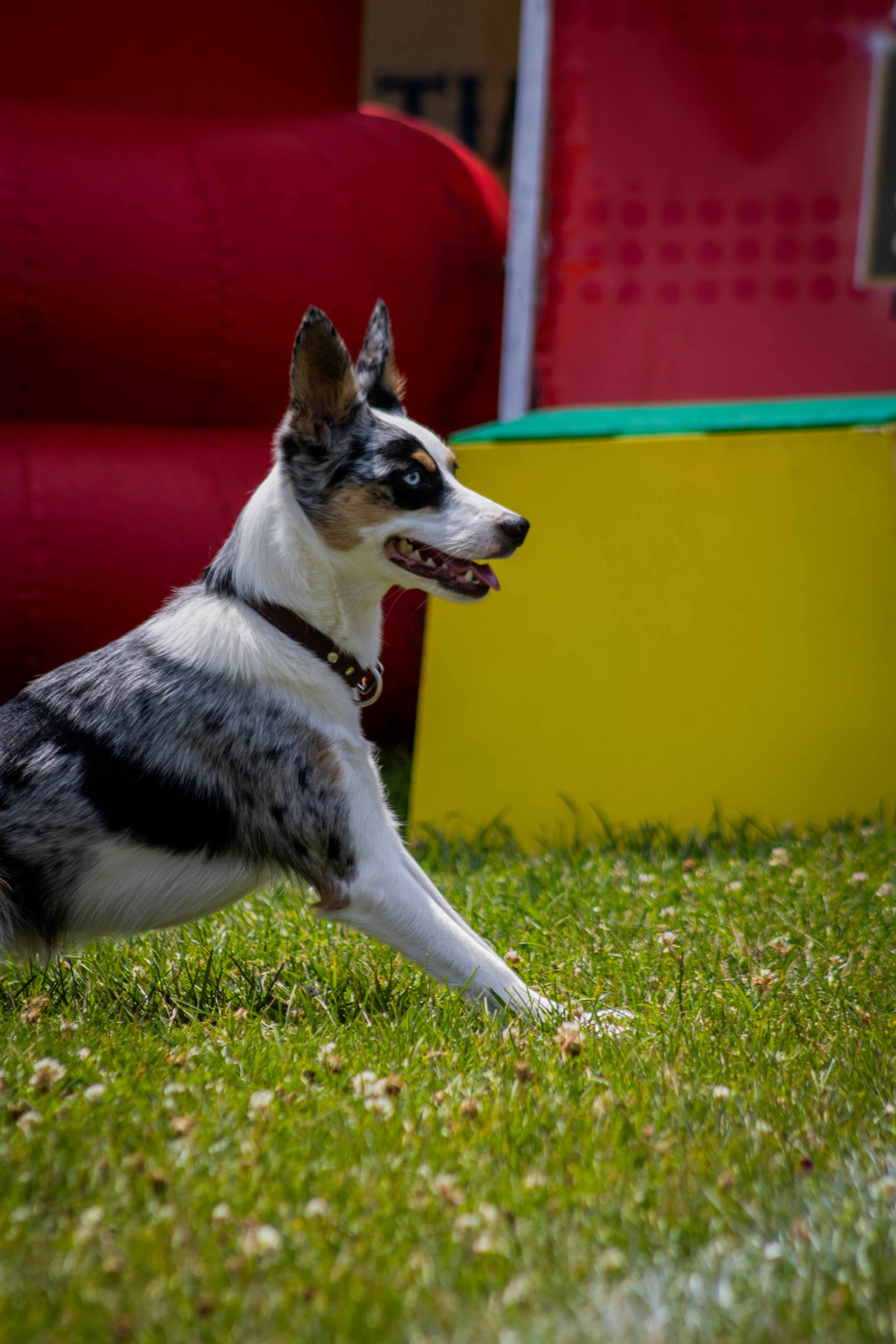 Ethical kennel scene for terrier dogs with attentive dogs and handlers