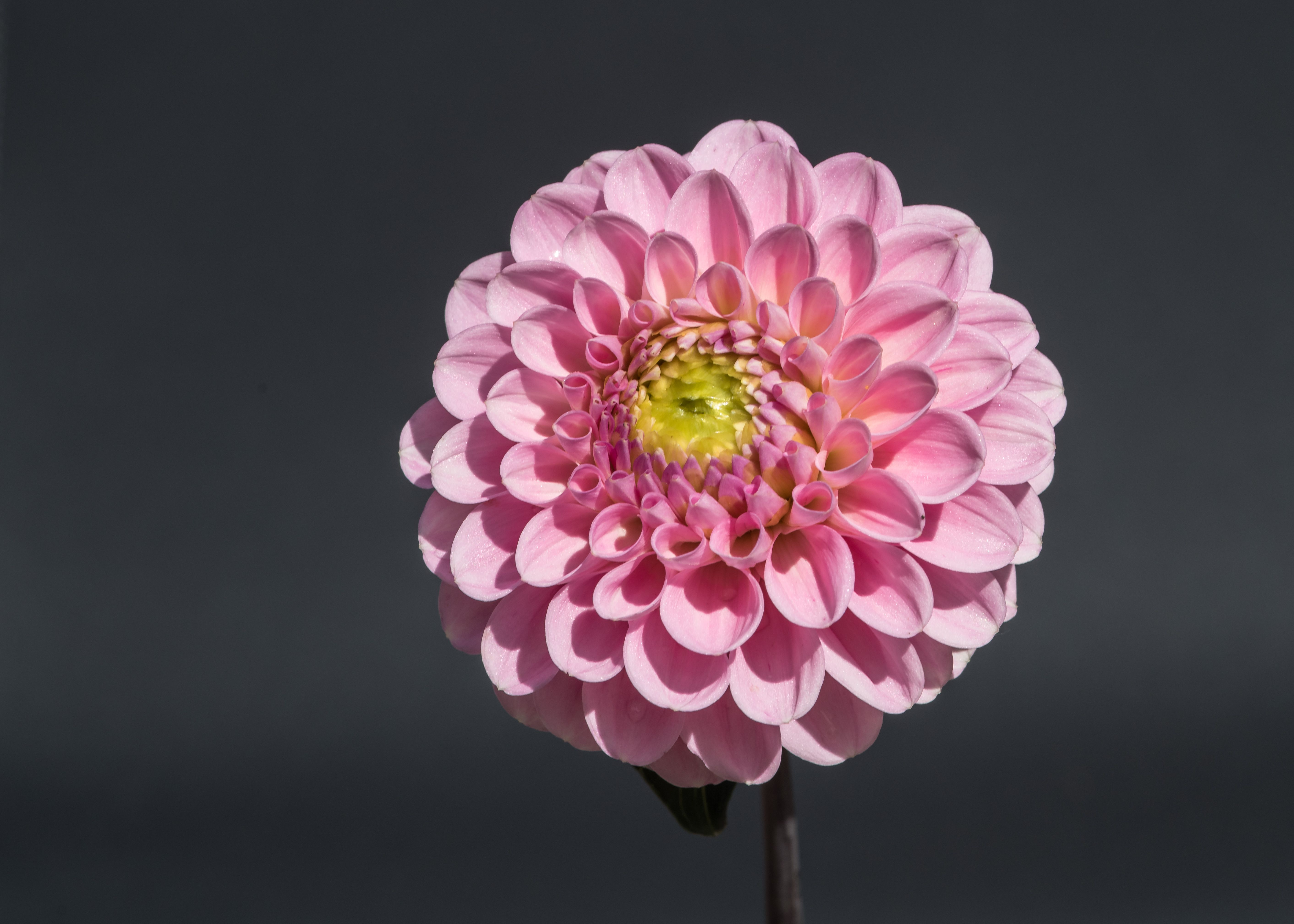 Fotomural Una vista detallada de una hermosa flor de dalia rosa contra un fondo oscuro.