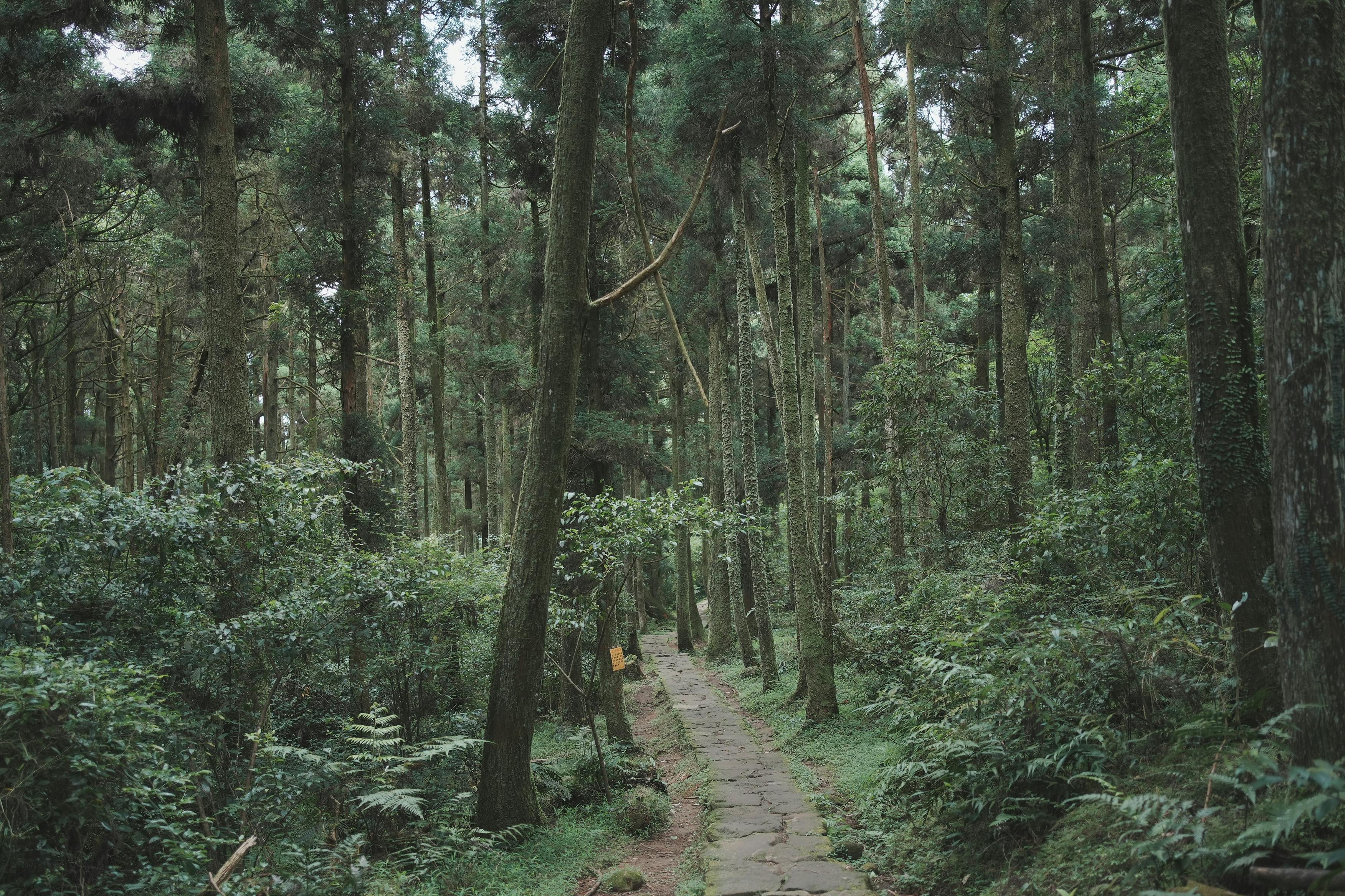 Explore a tranquil forest trail in Taipei's lush greenery, ideal for nature hikes.