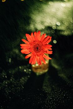 A vivid red gerbera daisy adorned with raindrops, set against a dark bokeh background.