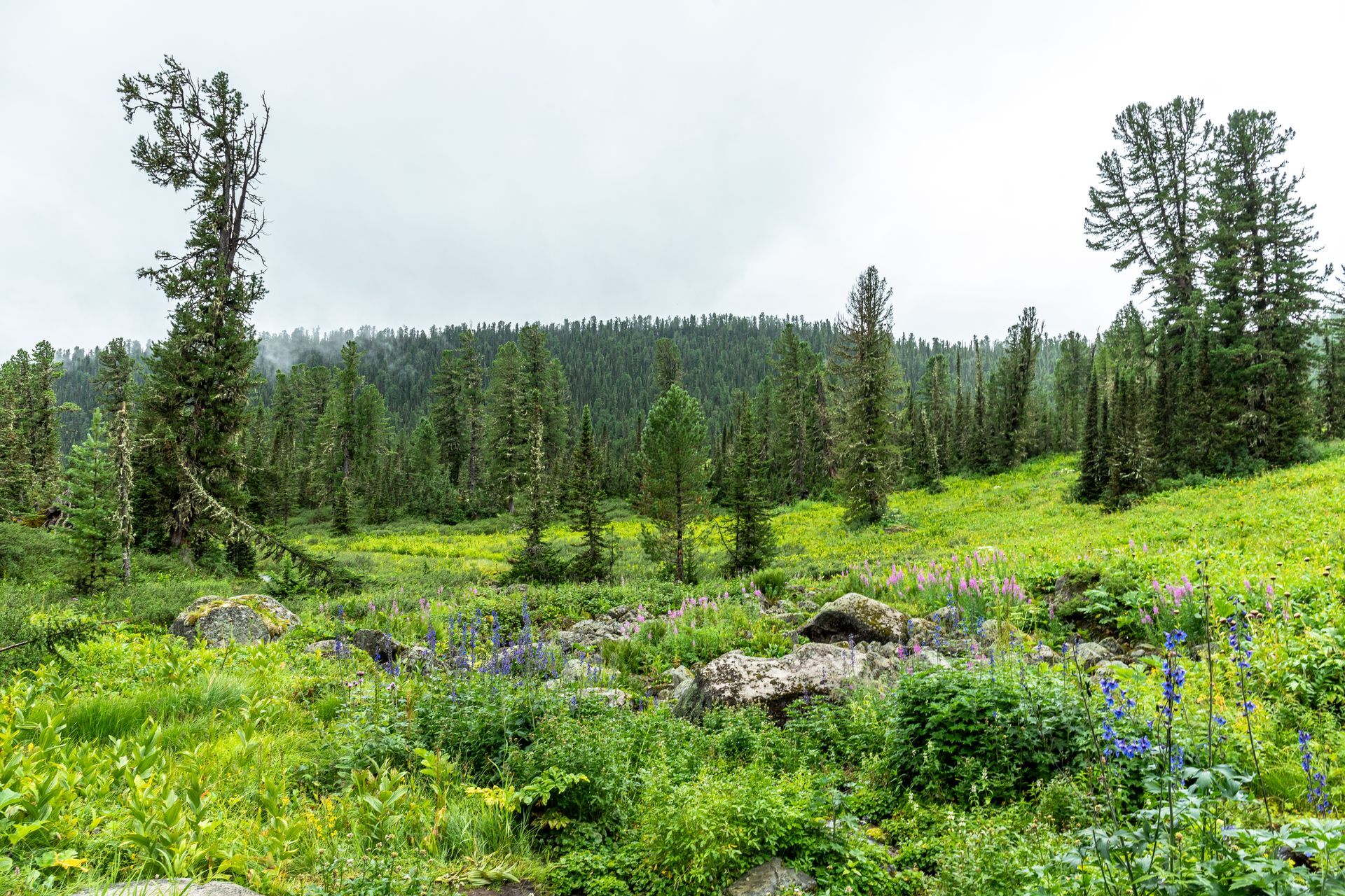 Explore a vibrant summer landscape showcasing lush greenery and wildflowers in a remote mountain region.