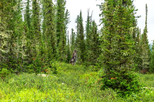 Explore the dense, lush conifer forest landscape with vibrant greenery and towering trees in summer.