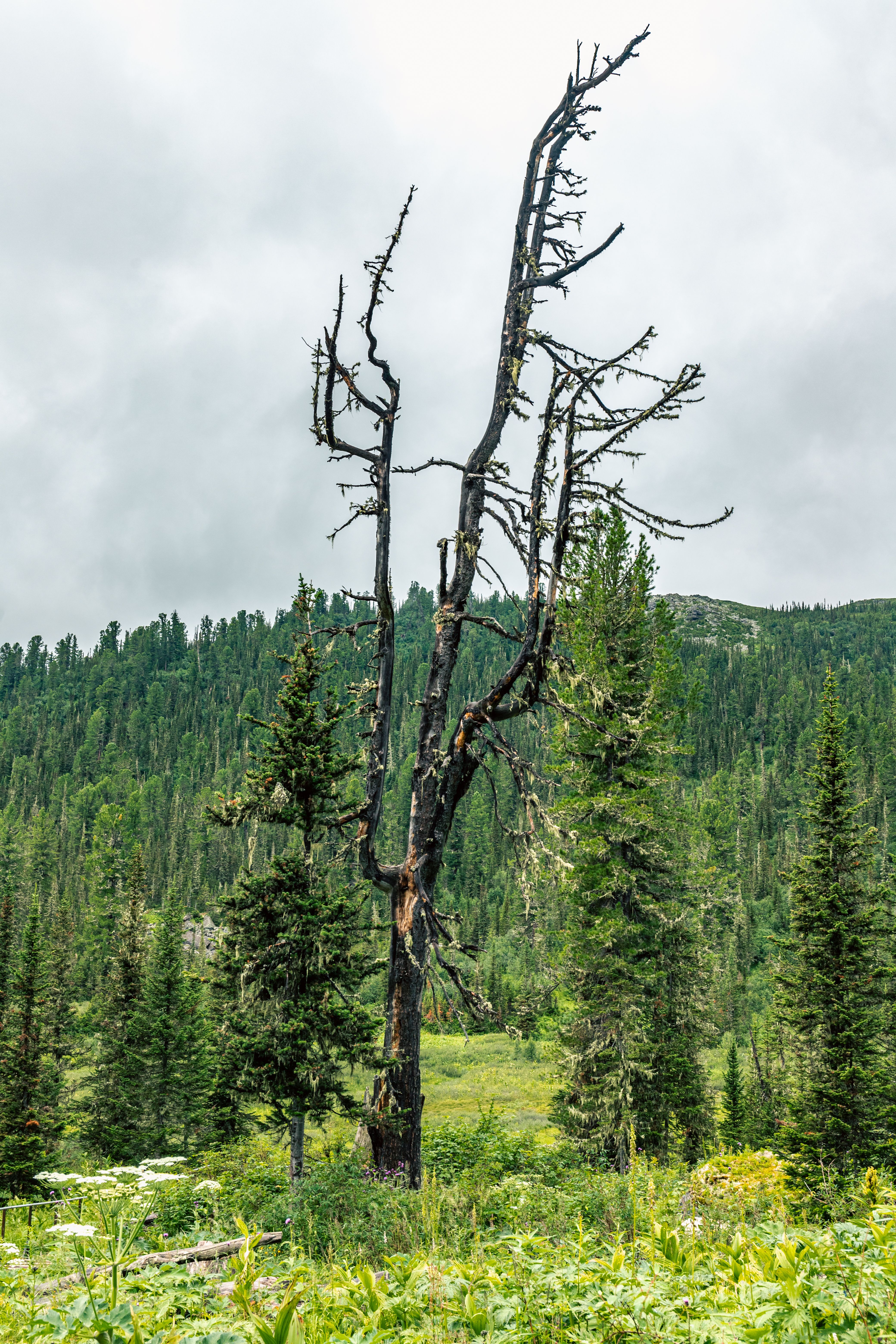A dead tree in the middle of a forest · Free Stock Photo