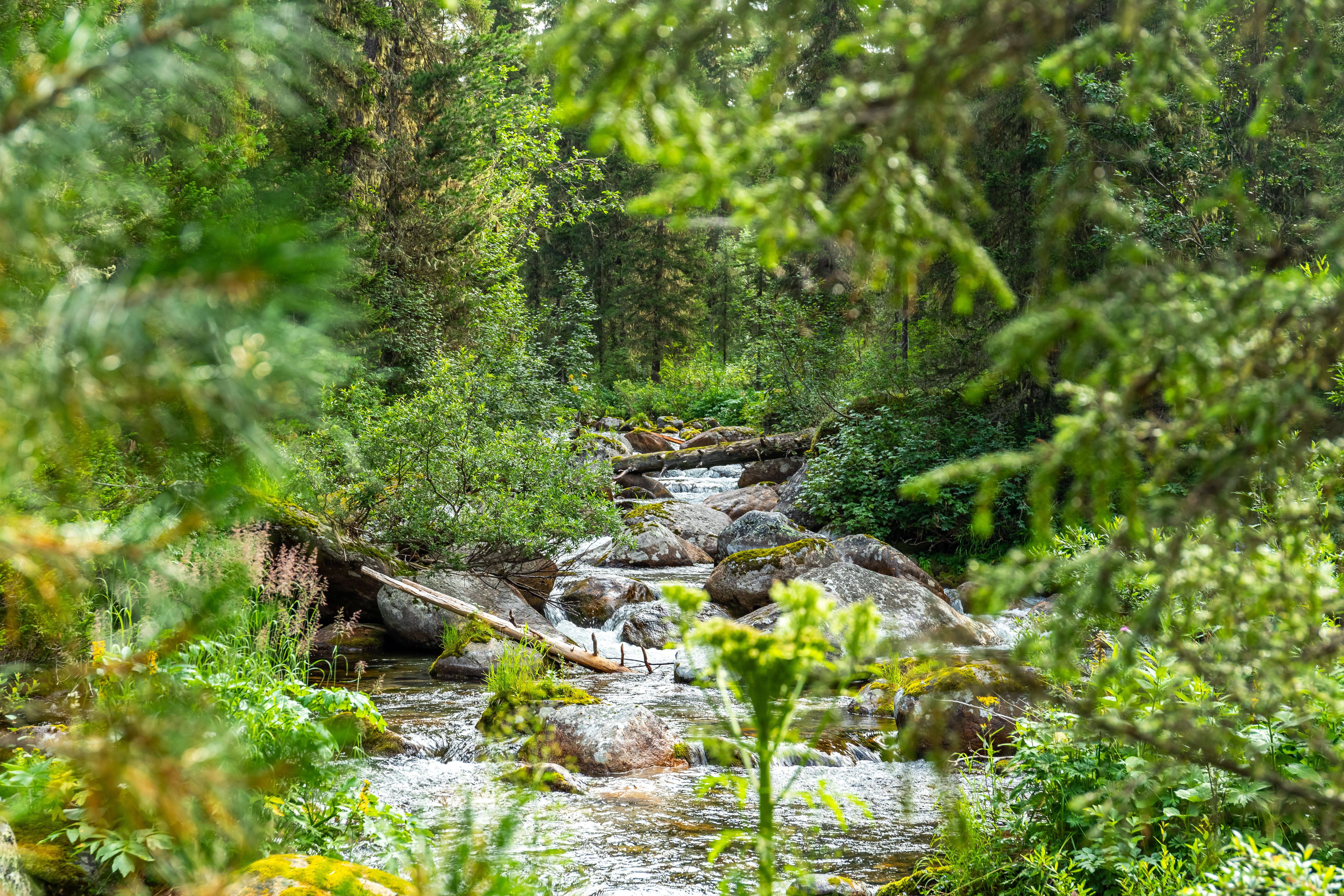 Russia Wilderness Photos, Download The BEST Free Russia Wilderness