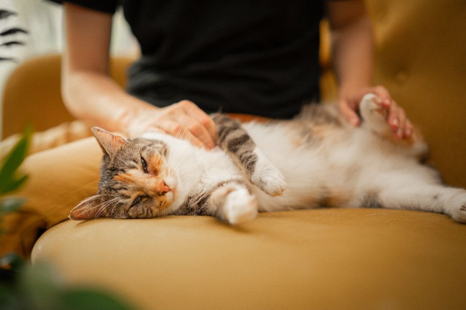 🏆 猫用GPS・迷子対策グッズ おすすめ5選