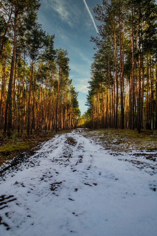 Free A serene forest path covered in snow with tall trees and winter lighting. Stock Photo